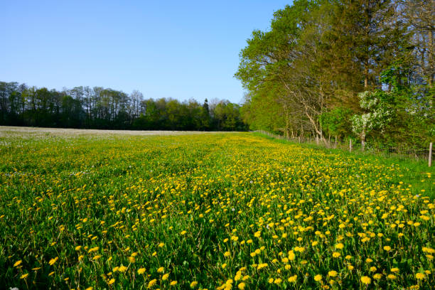 A long, straight road stretches through the countryside, flanked by blossoming trees and lush green grass. The fresh spring atmosphere and distant rolling hills create a tranquil, scenic view ideal for travel and outdoor exploration.