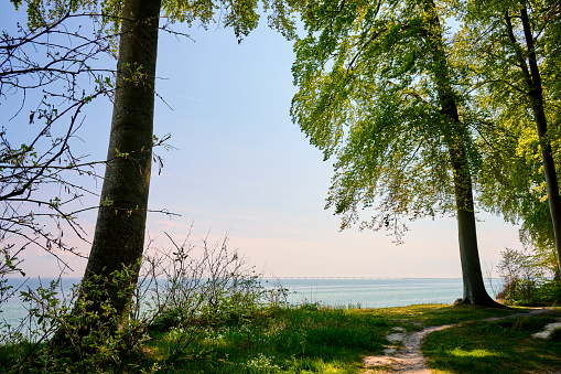 Old trees next to the sea