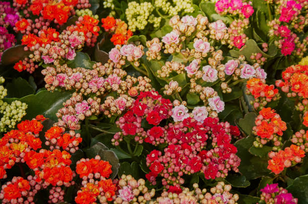 istock Flower arrangement, bouquet, flowers background 1490434832