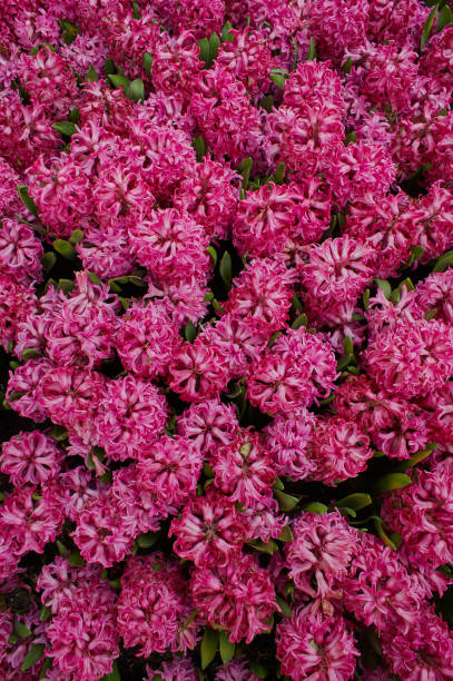 istock Flower arrangement, bouquet, flowers background 1490434842