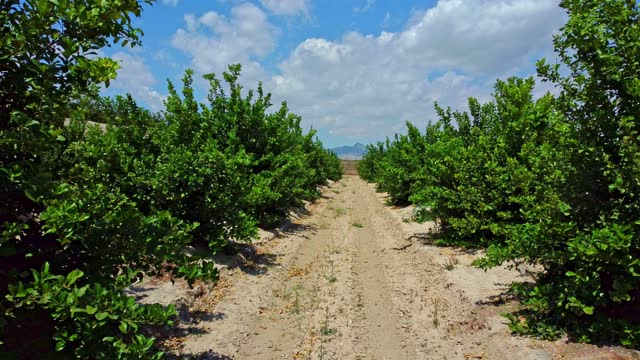 Passage between rows of trees in a Lemon tree grove. Citrus orchard.