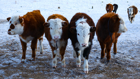 Four cows line up in front of camera. Two looking directly in camera on a cold frost morning in Mongolia.