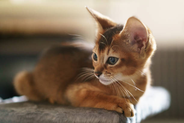istock abyssinian kitten wild color indoor portrait 1490437480