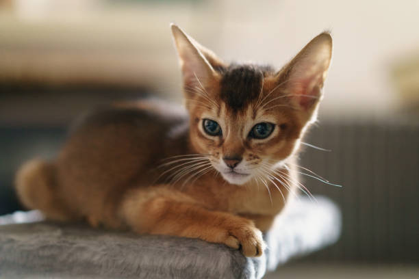 istock abyssinian kitten wild color indoor portrait 1490437497