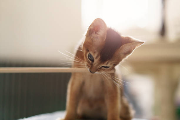 istock abyssinian kitten bites wood stick 1490437587