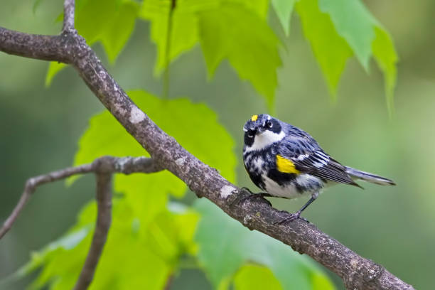 istock Male Yellow-rumped Warbler, Setophaga coronata coronata, perched 1490438728