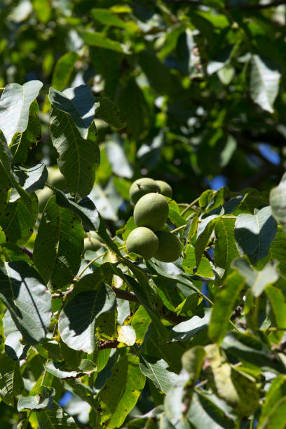istock View of Persian walnut with fruits 1490438903