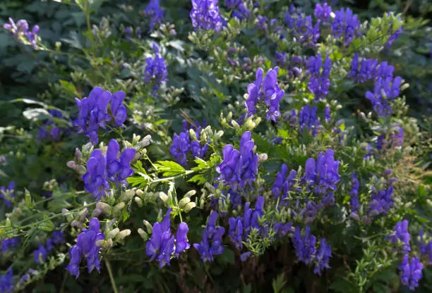 View of monkshood flowers during spring in Italy