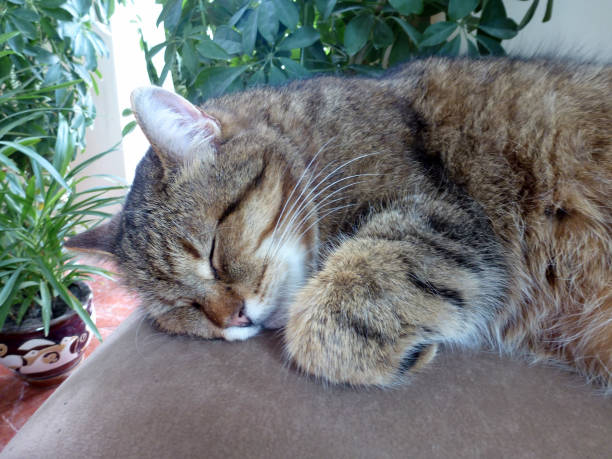 istock Big gray domestic cat sleeping on bed close-up 1490439181