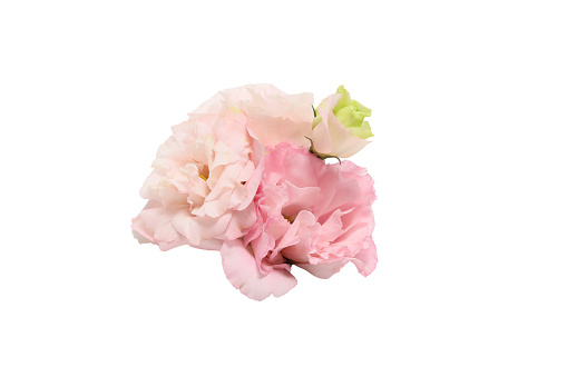 Bouquet of pink Lisianthus isolated a white background with copy space.