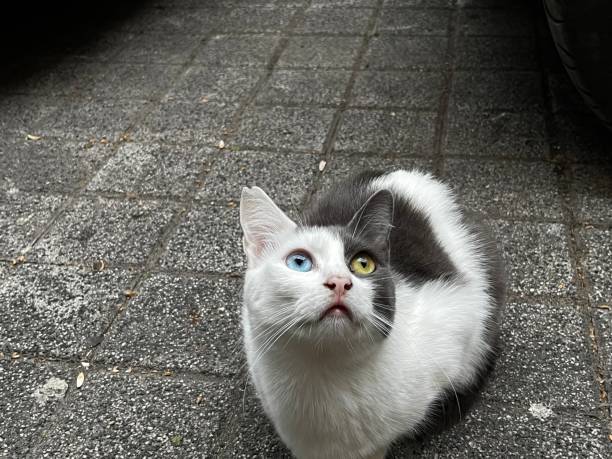 istock Stary cat with different color eyes on the street 1490440479