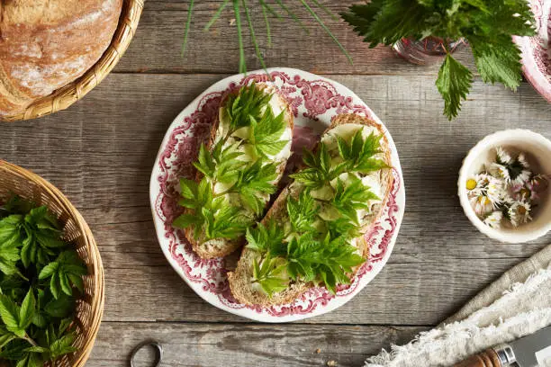 Photo of Young goutweed leaves on slices of sourdough bread