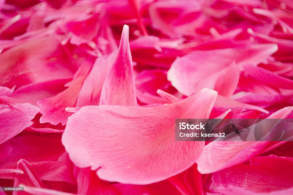 Flor pétalos - Foto de stock de Amor - Sentimiento libre de derechos