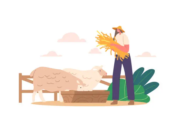 Vector illustration of Farmer Female Character Tends Sheep Flock With Fresh Hay. Animals Happily Graze On Nutritious Feed