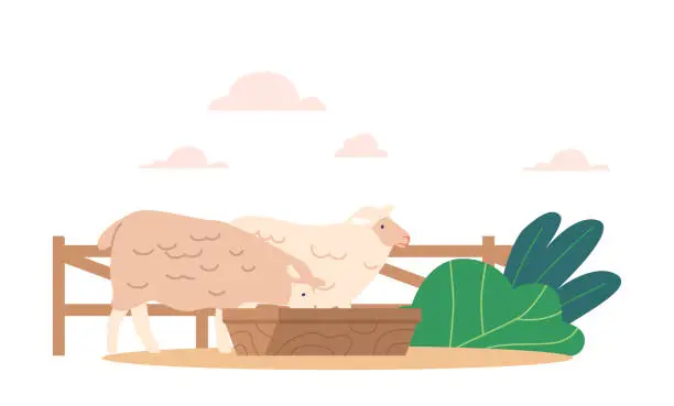 Vector illustration of Sheep Eat In A Livestock Setting, Farm Animals Provided With Feed Such As Hay And Grain To Meet Their Nutritional Needs