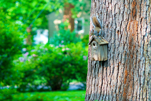 A squirrel atop a bird house attached to a mature white oak tree in a suburban home in a wooded neighborhood keeps alert.