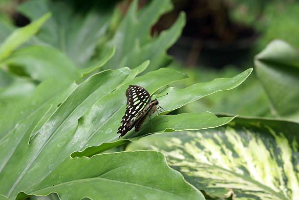 istock Black green spotted butterfly 149044359