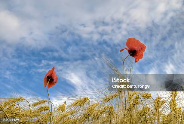 Campo De Trigo Con Poppies Foto de stock y más banco de imágenes de Agricultura - Agricultura, Aire libre, Amapola - Planta