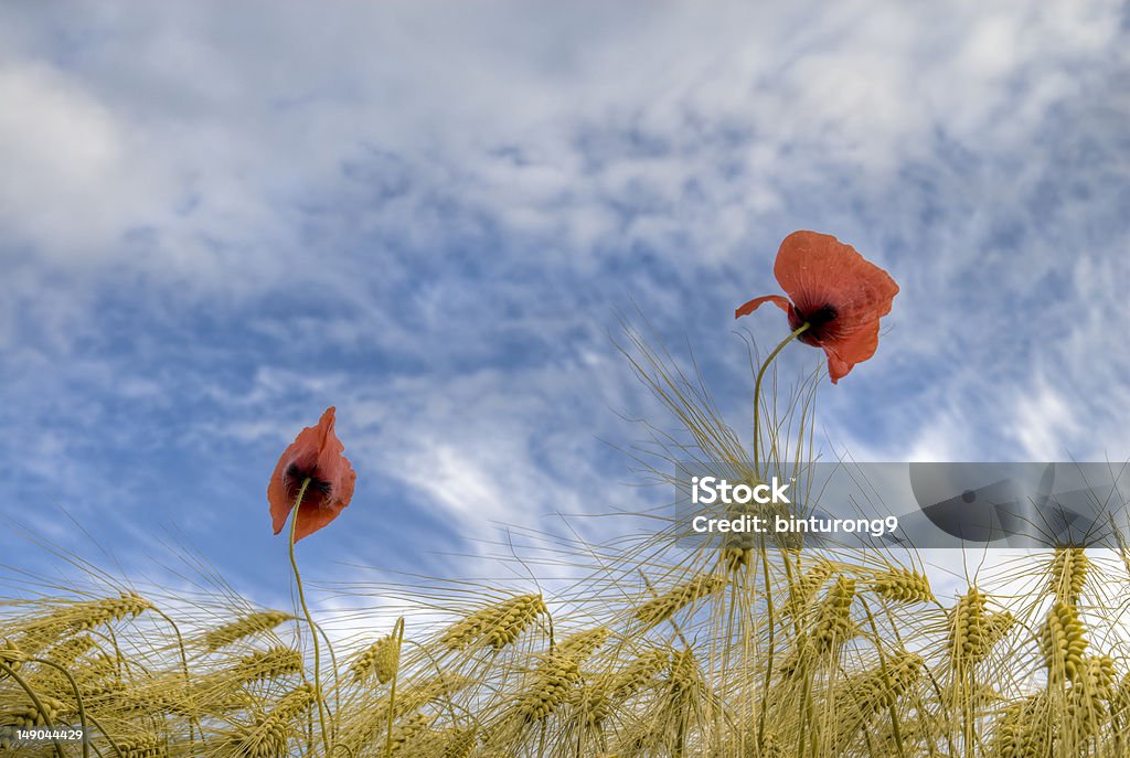 Campo di grano con poppies - Foto stock royalty-free di Agricoltura