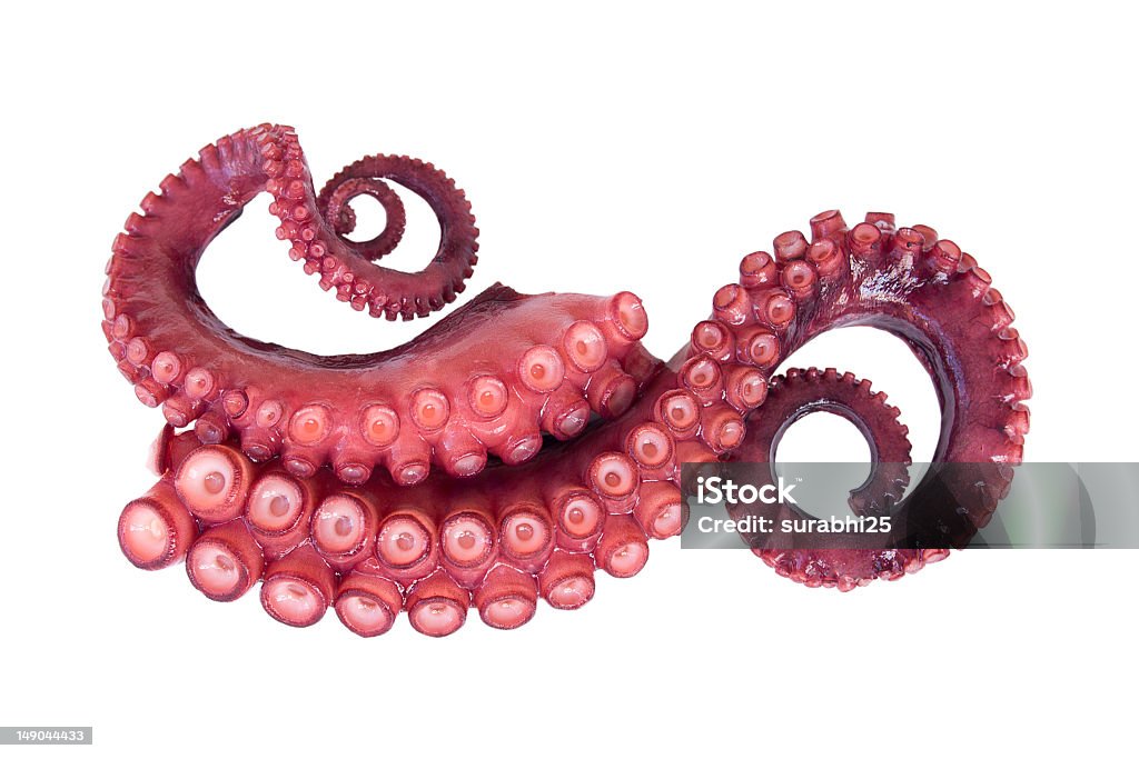 tentacles のタコ - タコのロイヤリティフリーストックフォト
