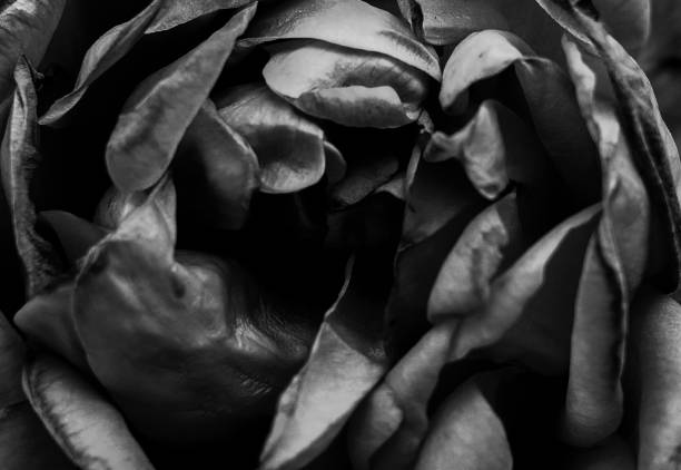 istock Close up of a rose in black and white 1490444773