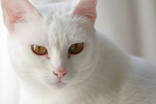 Gato branco - fotografia de stock