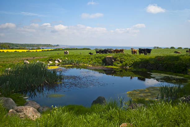 vacas, perto de um lago - 2503 - fotografias e filmes do acervo