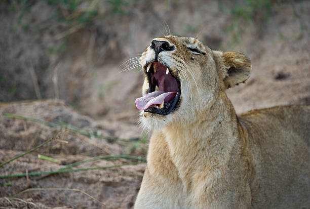 istock African Lioness yawning lazily 149044580