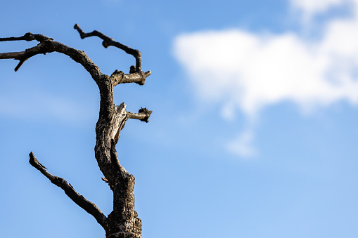 Closeup dead tree branch against blue sky background with copy space, full frame horizontal composition
