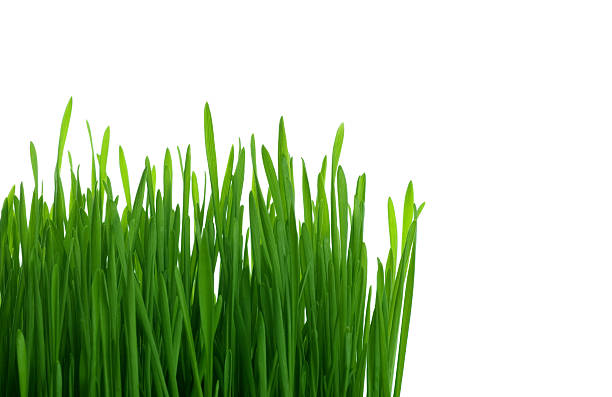 Isolierte grüne Gras – Foto