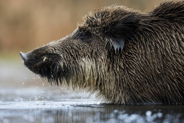 Wild boar female (Sus scrofa) crossing the lake, natural habitat, springtime.