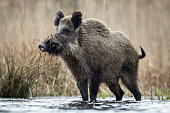 Wild boar (Sus scrofa), Eurasian wild pig.