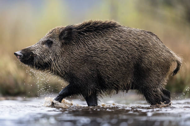 istock Wild boar (Sus scrofa), Eurasian wild pig. 1490446692