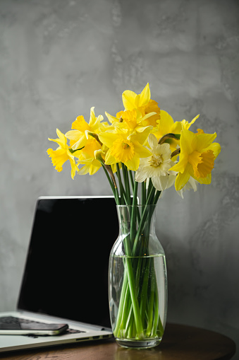 Inspired by Spring. Yellow Daffodils flowers in glass vase and Laptop on a table, Grey interior background.