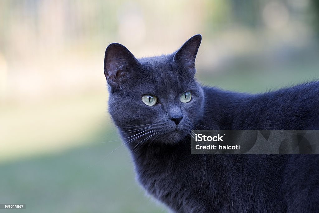 Blue cat looking Animal Themes Stock Photo