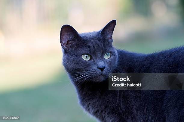 Blue Cat Looking Stock Photo - Download Image Now - Animal Themes, Domestic Cat, Horizontal