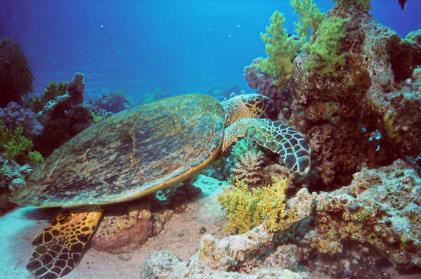 Hawksbill Sea Turtle on the sandy bottom, Red Sea, Egypt.