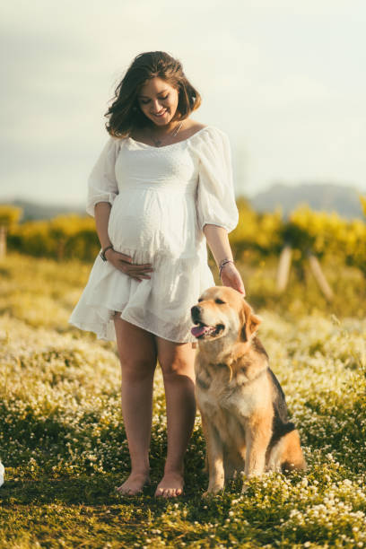 a smiling pregnant woman in a white dress stands amongst flowers with her adult golden retriever companion by her side - pregnant animal imagens e fotografias de stock