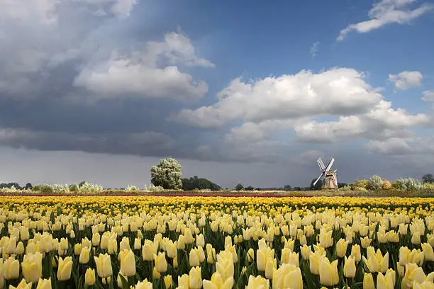 tulips and windmill in the Netherlands