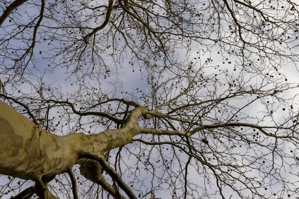 sycamore tree in sunny weather in early spring, young sycamore without foliage in early spring