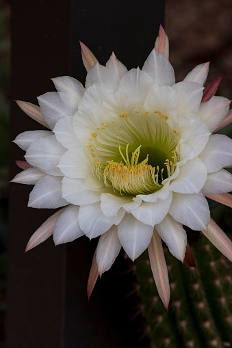 Closeup of a giant Argentine cactus flower blooming in the desert of Scottsdale, Arizona, USA