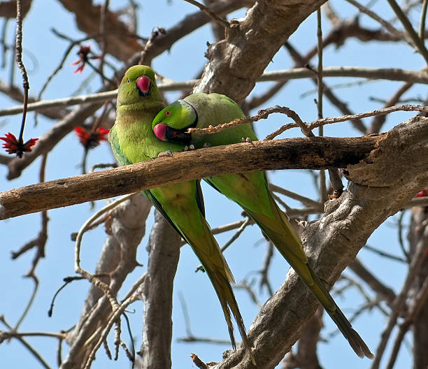 istock Pair of green parrots on a tree branch. 149044999
