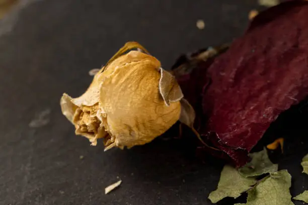 Photo of An old dry rose with crumbs from dry petals