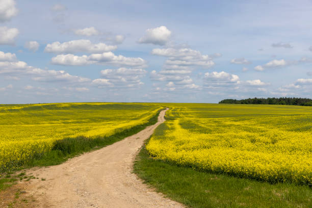 istock yellow rapeseed flowers during spring flowering 1490450727