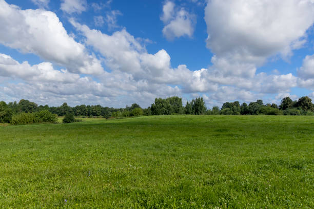 istock Green grass growing in the field in the summer 1490450817