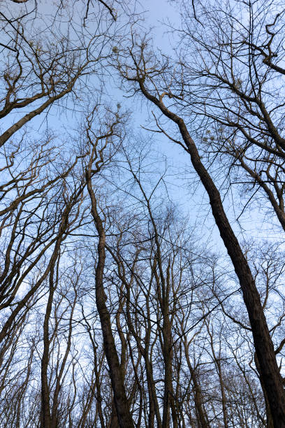 istock Bare trees in early spring in sunny clear weather 1490450836