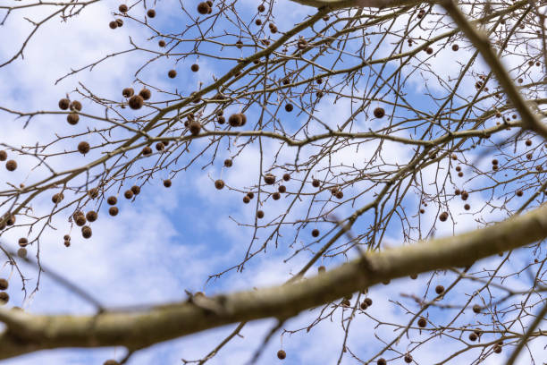 istock sycamore tree with hanging balls in early spring 1490450908