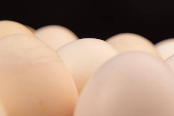 istock Tray with a large number of white chicken eggs 1490451009