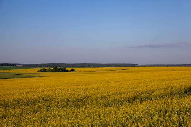 istock beautiful blooming rapeseed flowers in spring 1490451046