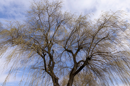 willow trees without foliage in the spring season, tall willow trees in the spring season at the beginning of spring